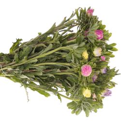 Aster mix Matador 40cm