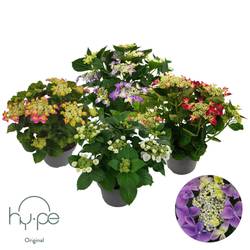 Hortensie Lacecap mix 7+ T23 H045