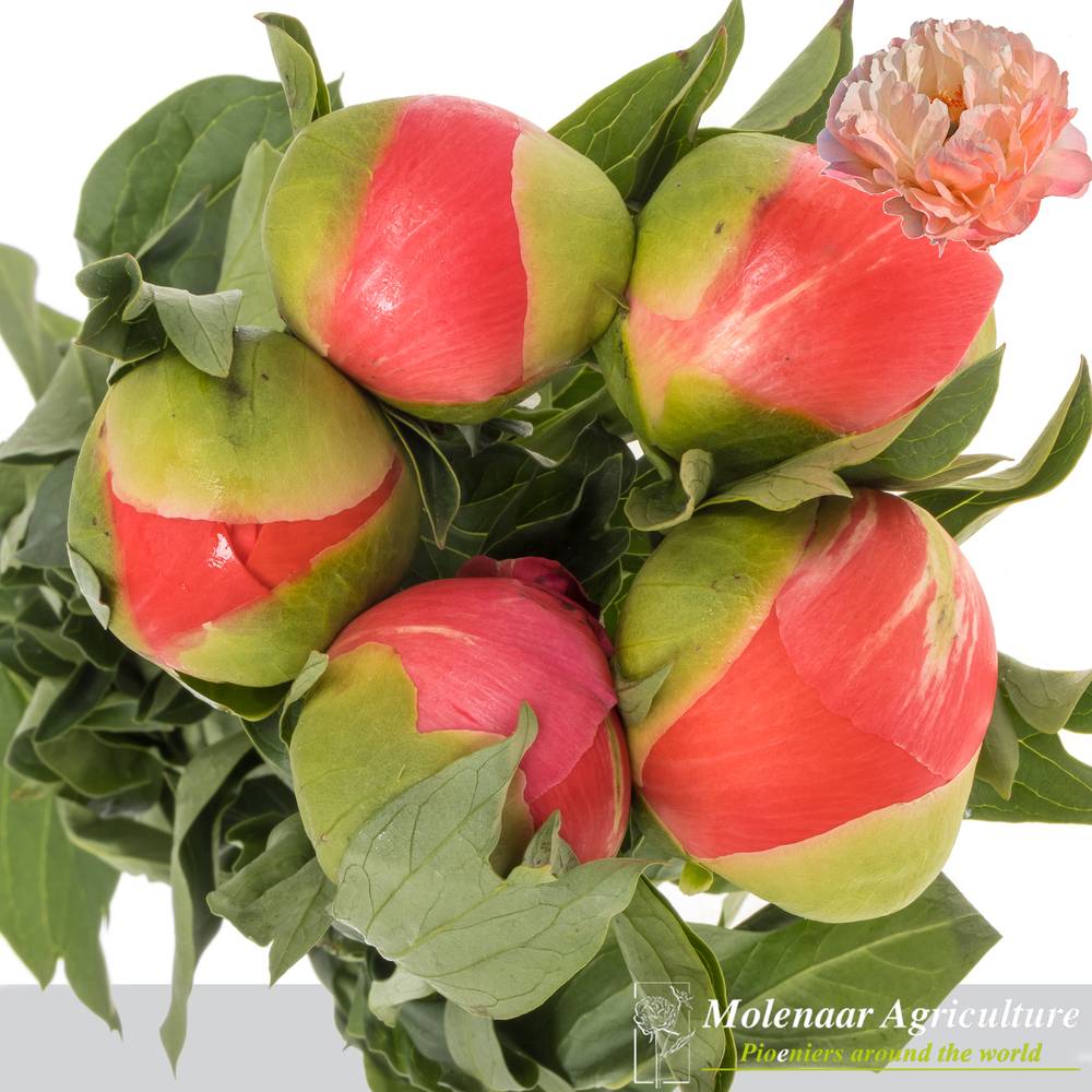 Pfingstrose rosa Sunset 60cm Molenaar mutter