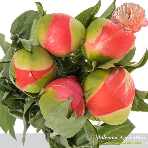 Pfingstrose rosa Sunset 60cm Molenaar mutter