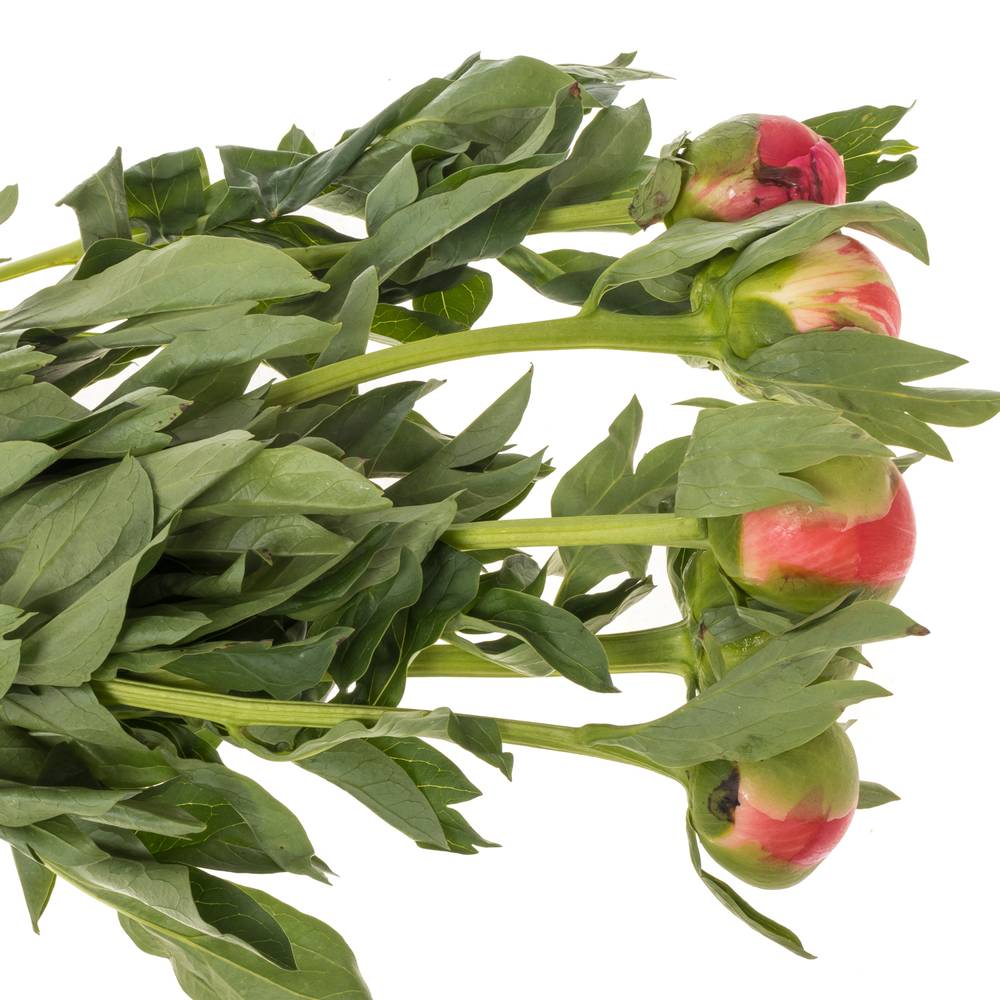 Pfingstrose rosa Sunset 60cm Molenaar mutter