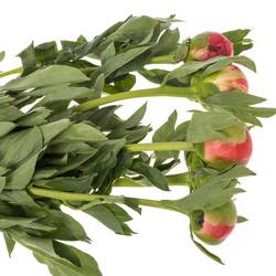 Pfingstrose rosa Sunset 60cm Molenaar mutter