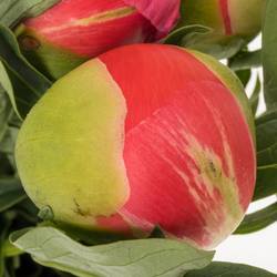 Pfingstrose rosa Sunset 60cm Molenaar mutter