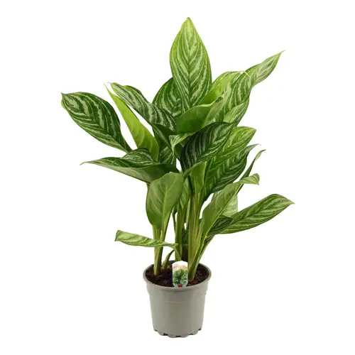 Aglaonema Stripes T17 H055
