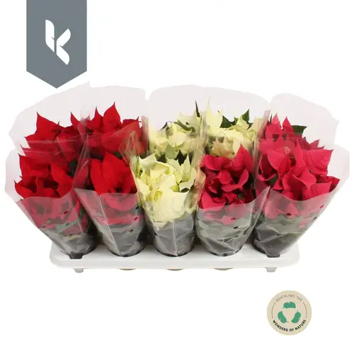 Poinsettia mix Pul 3Srt 3+ T10,5 H025