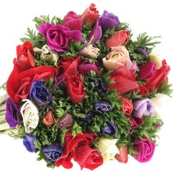 Anemone mix Ex Mistral Italien 40cm