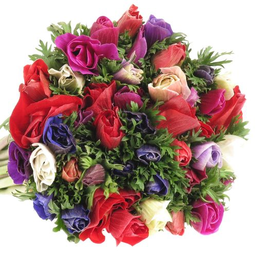 Anemone mix Ex Mistral Italien 40cm