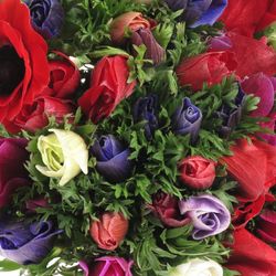 Anemone mix Ex Mistral Italien 40cm