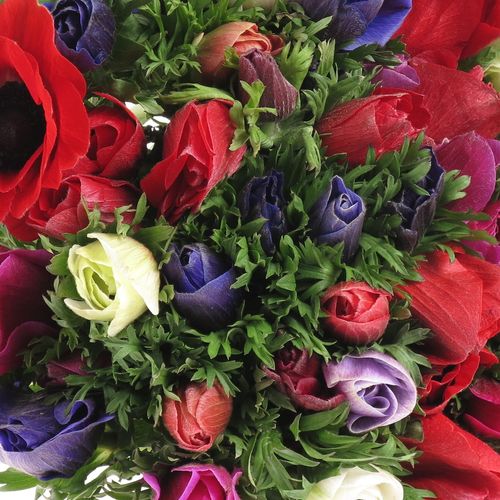 Anemone mix Ex Mistral Italien 40cm