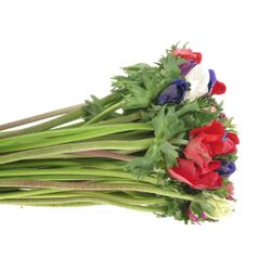 Anemone mix Ex Mistral Italien 40cm