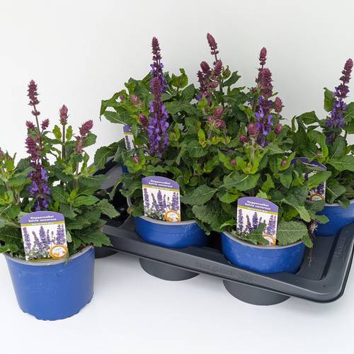 Salvia lila Marvel Blue T17 H045