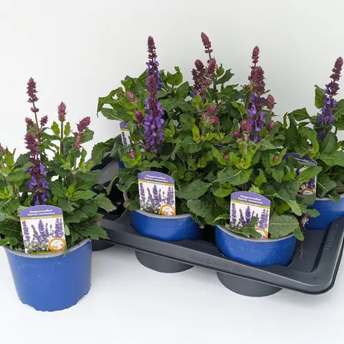 Salvia lila Marvel Blue T17 H045