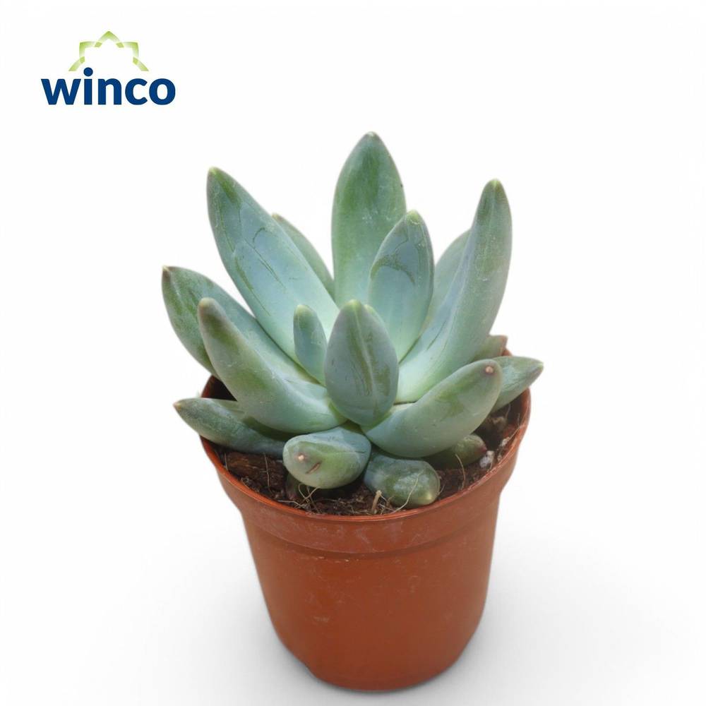 Echeveria Hookerii T05,5 H010