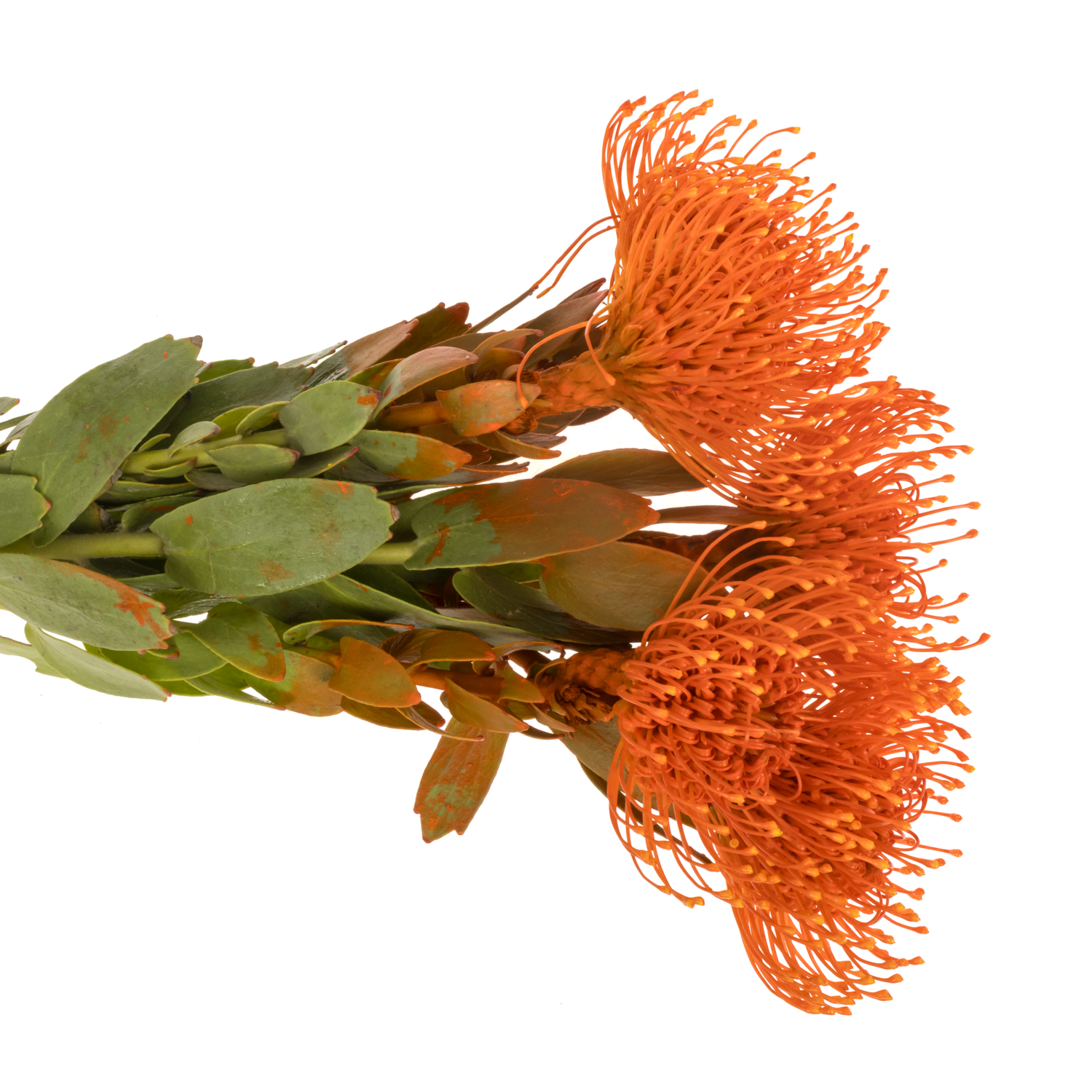 Nutans orange gefärbt 40cm