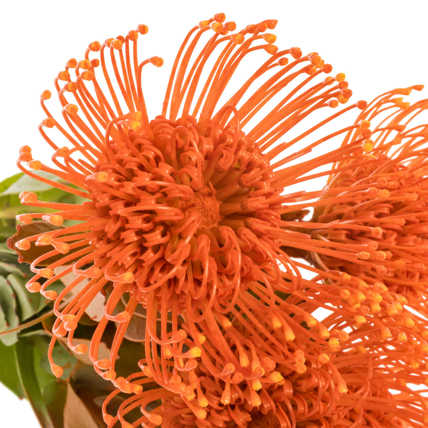 Nutans orange gefärbt 40cm