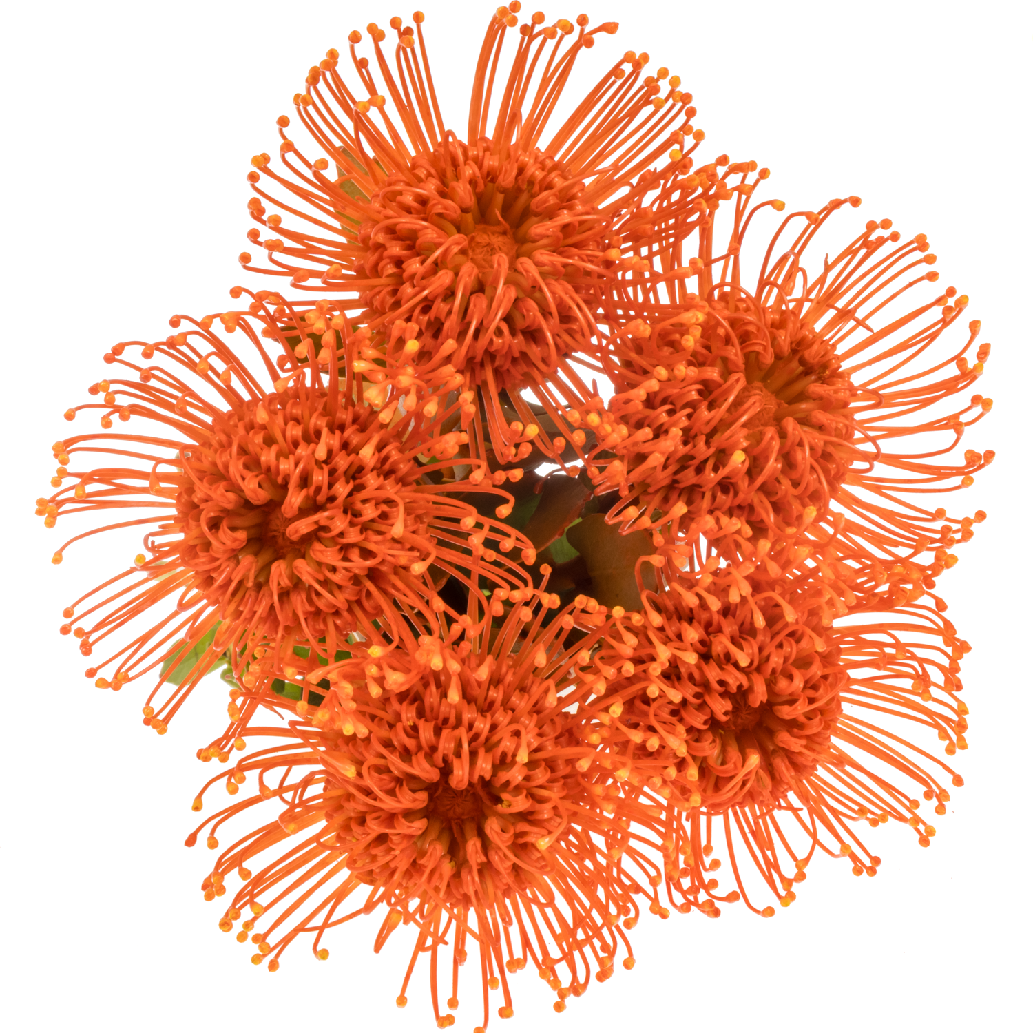 Nutans orange gefärbt 40cm