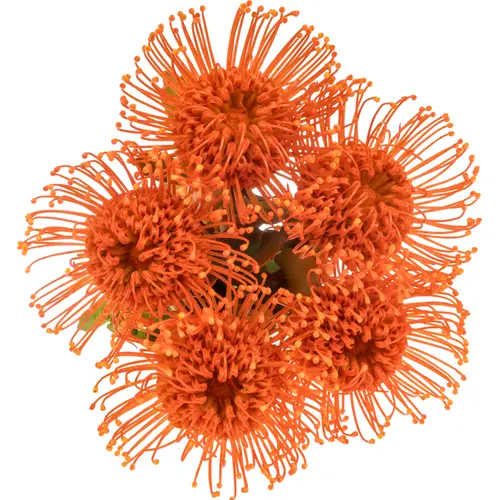 Nutans orange gefärbt 40cm