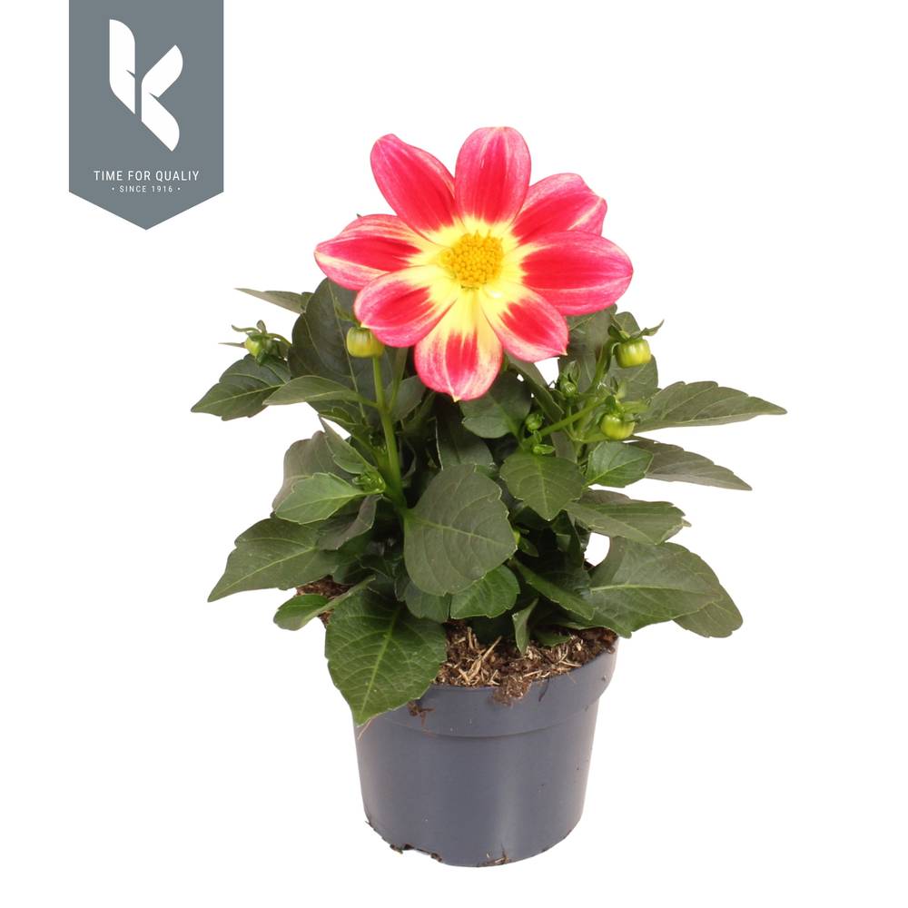 Dahlia rot/gelb bicolor Summerbees T12 H025