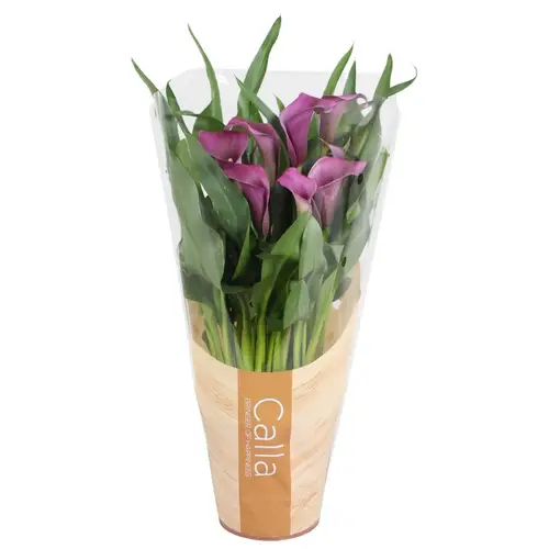 Calla lila 4+ T13 H040