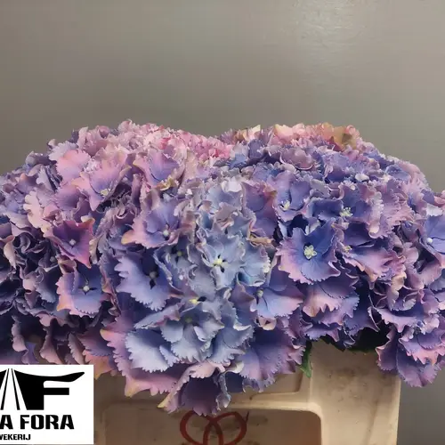 Hortensie milka Royal Sun 40 Bol 13cm 35cm