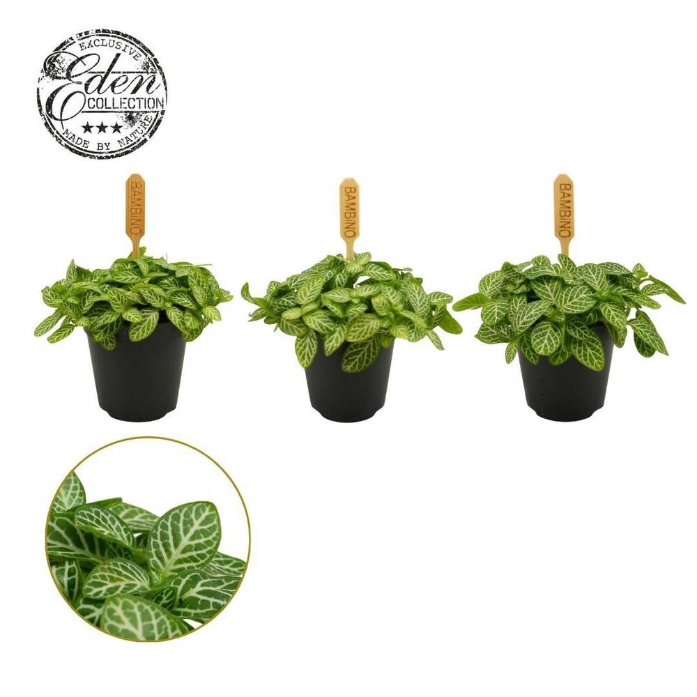 Fittonia Verschaffeltii T05,5 H010