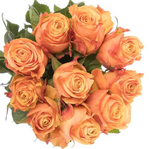 Rose orange Olympus 60cm