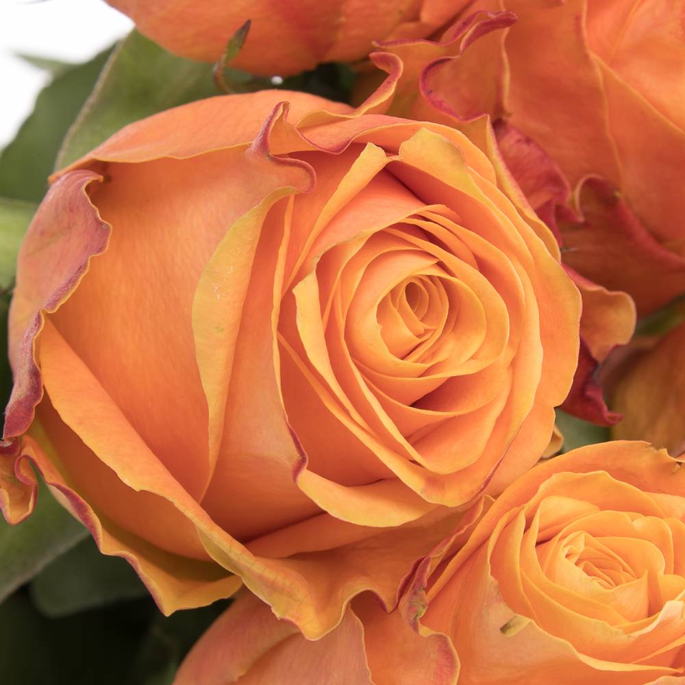 Rose orange Olympus 60cm