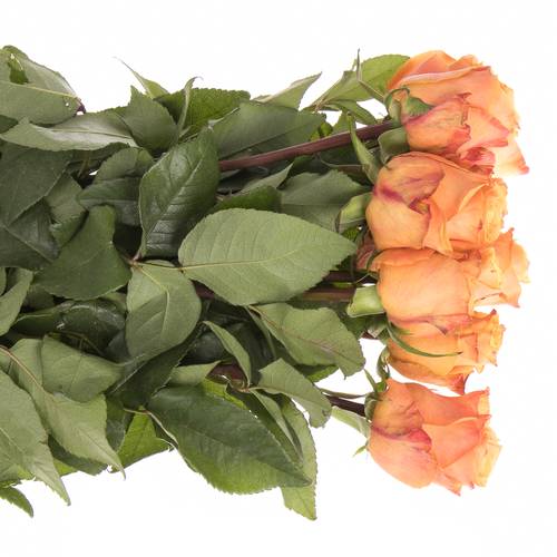 Rose orange Olympus 60cm