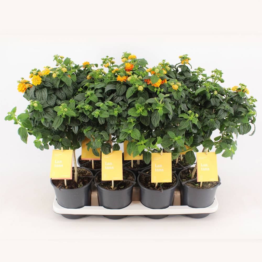 Lantana Oker Stamm T14 H50