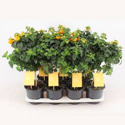 Lantana Oker Stamm T14 H50