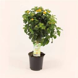 Lantana Oker Stamm T14 H50