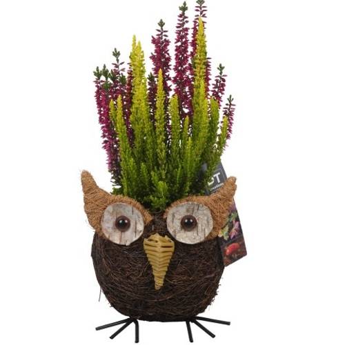 Garten.Arr PTHO4156 Herbst T12 H034