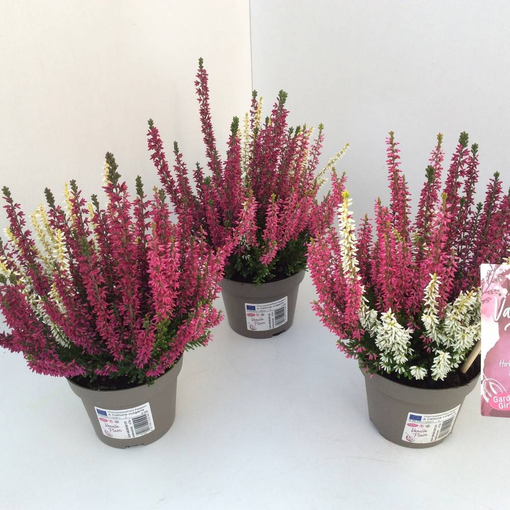 Calluna Trio Girls rosa T11 H020