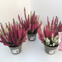 Calluna Trio Girls rosa T11 H020