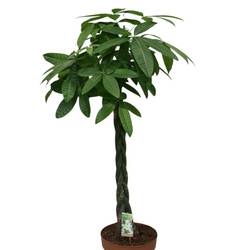 Pachira Aquatica T30 H180