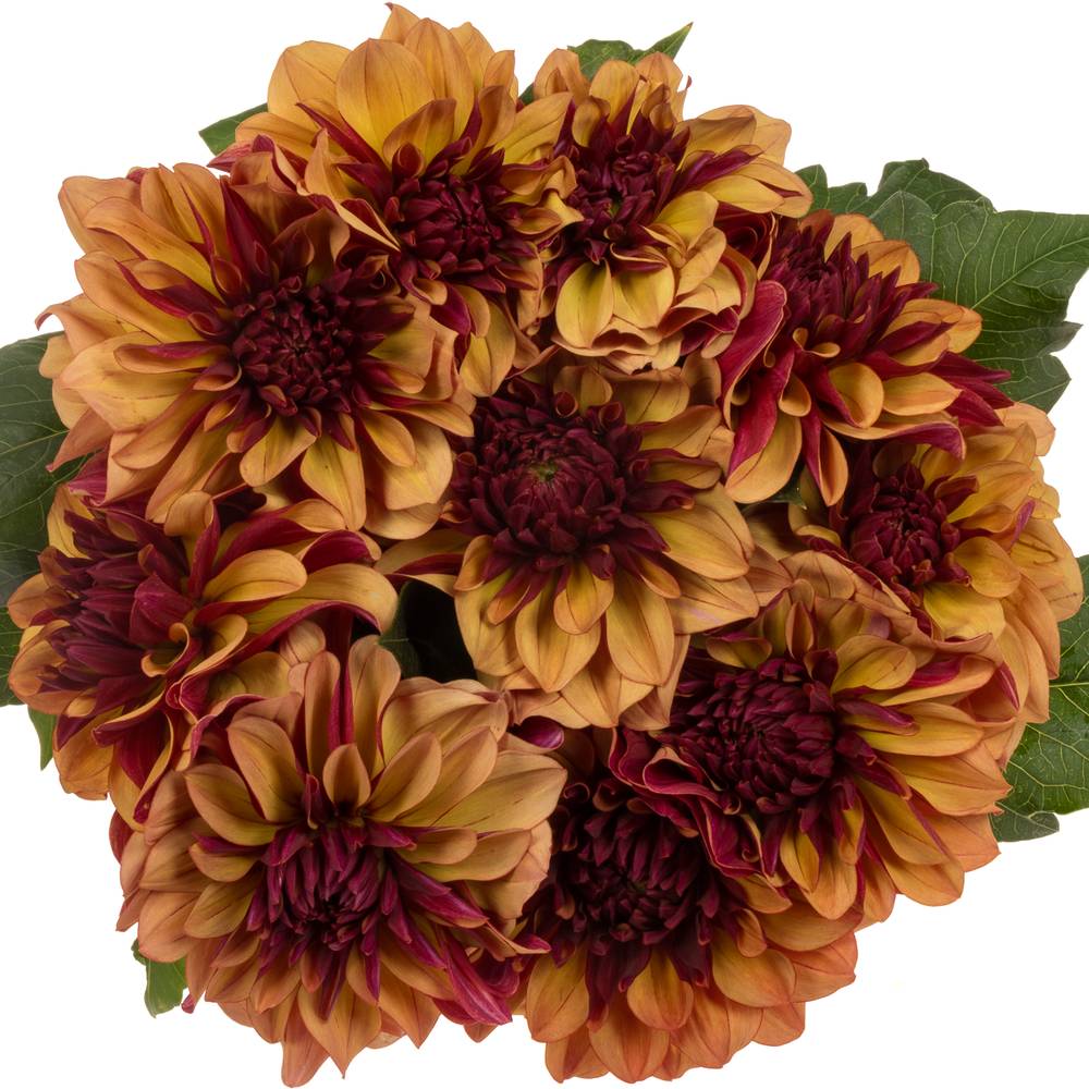Dahlia Orange / lila cognac 60cm