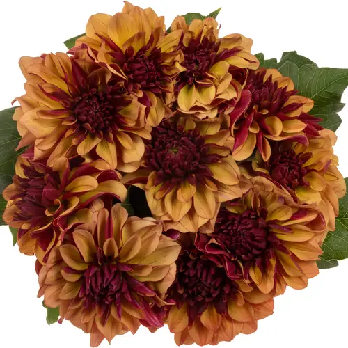 Dahlia Orange / lila cognac 60cm
