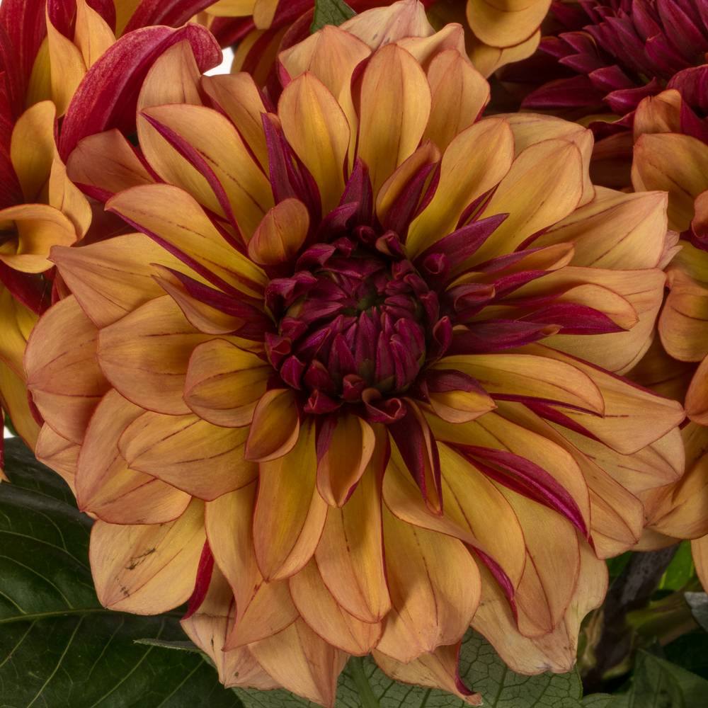 Dahlia Orange / lila cognac 60cm