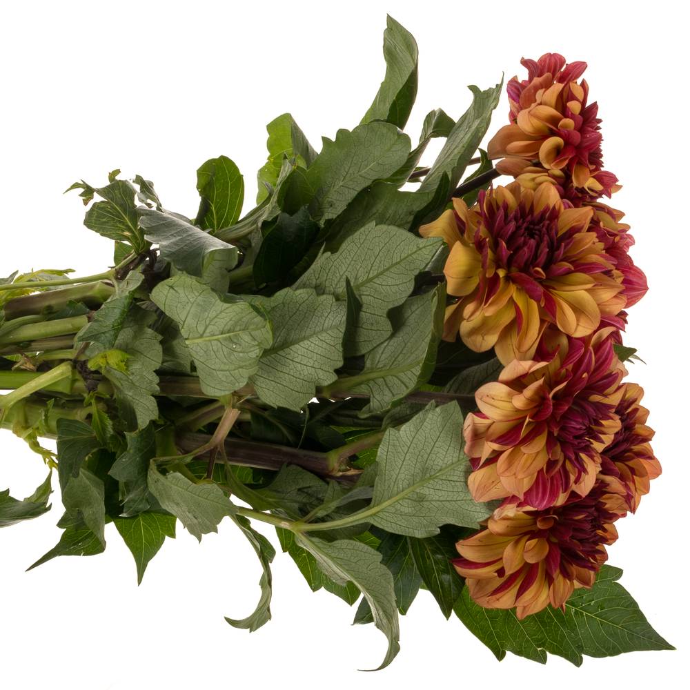 Dahlia Orange / lila cognac 60cm