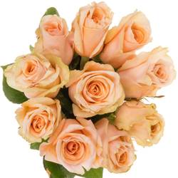 Rose apricot Delphine 40cm