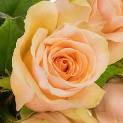 Rose apricot Delphine 40cm