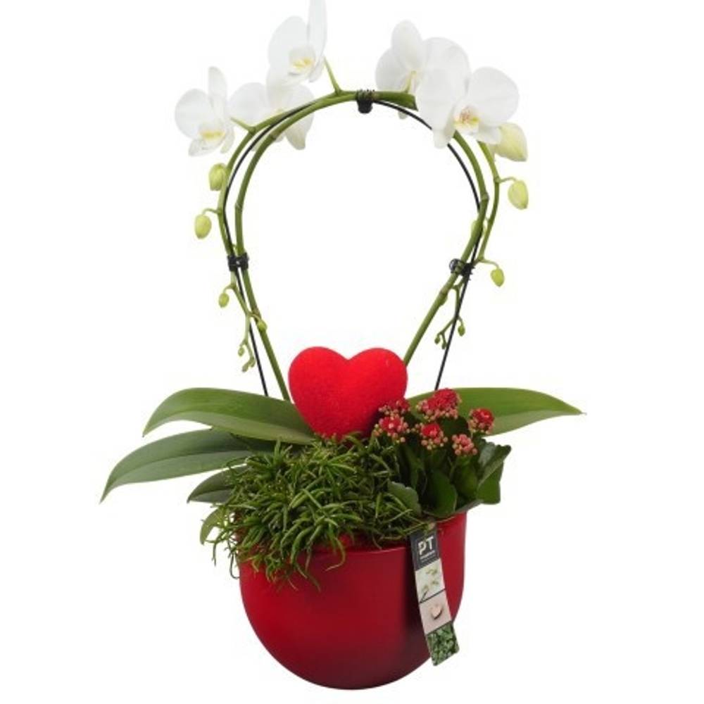 Phal.Arr PTVMB2208 T19 H053