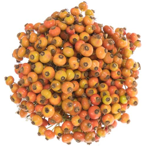 Hagebutte orange Autumn Pride 40cm 