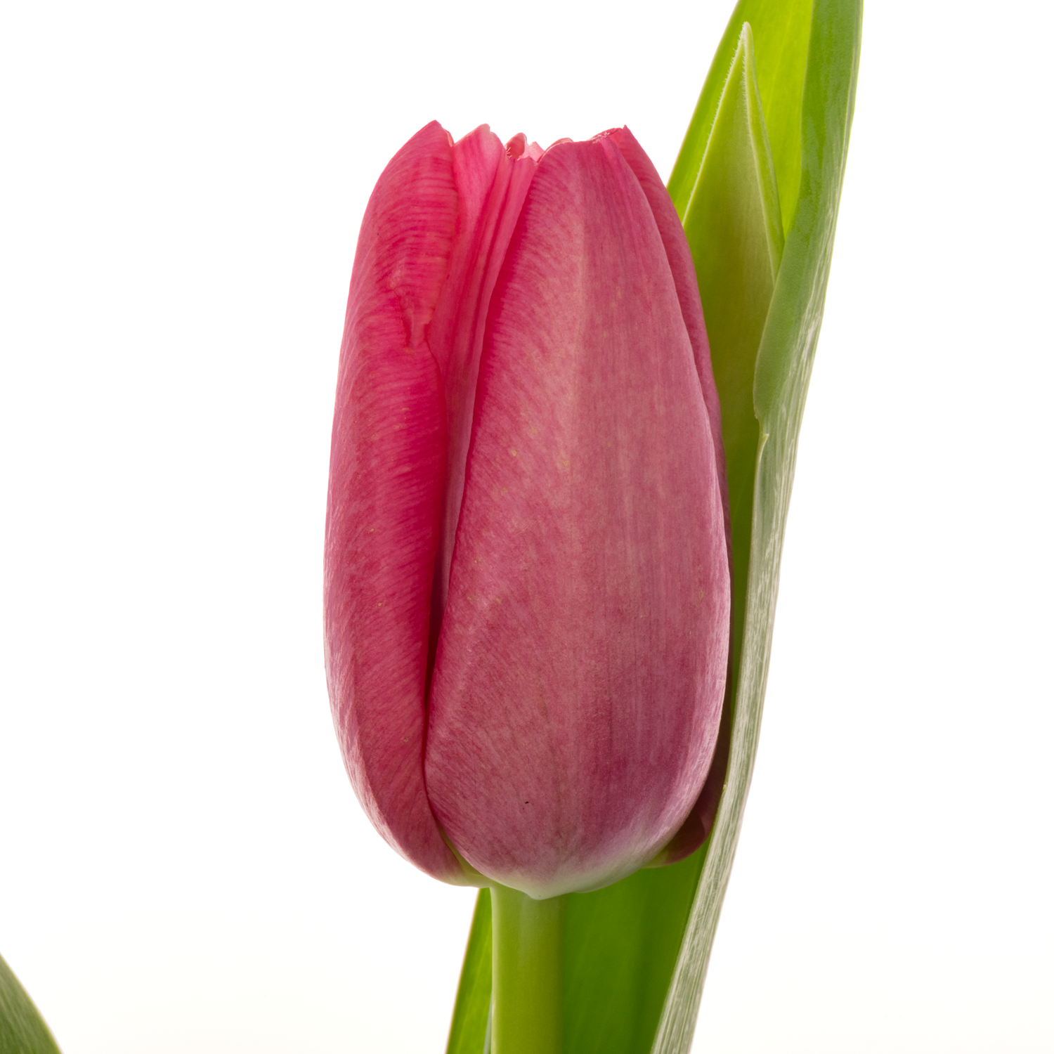 Tulpe lila Money penny 36 Gramm