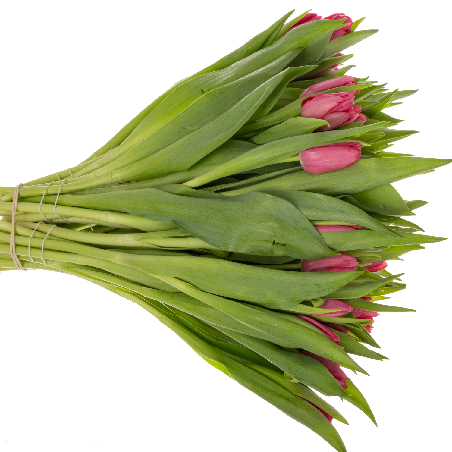 Tulpe lila Money penny 36 Gramm