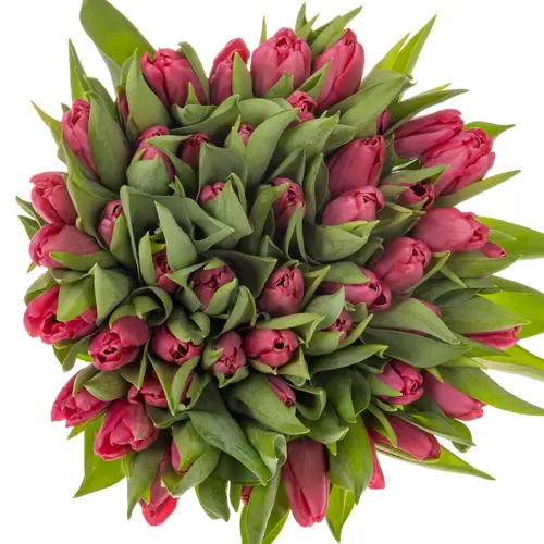 Tulpe lila Money penny 36 Gramm