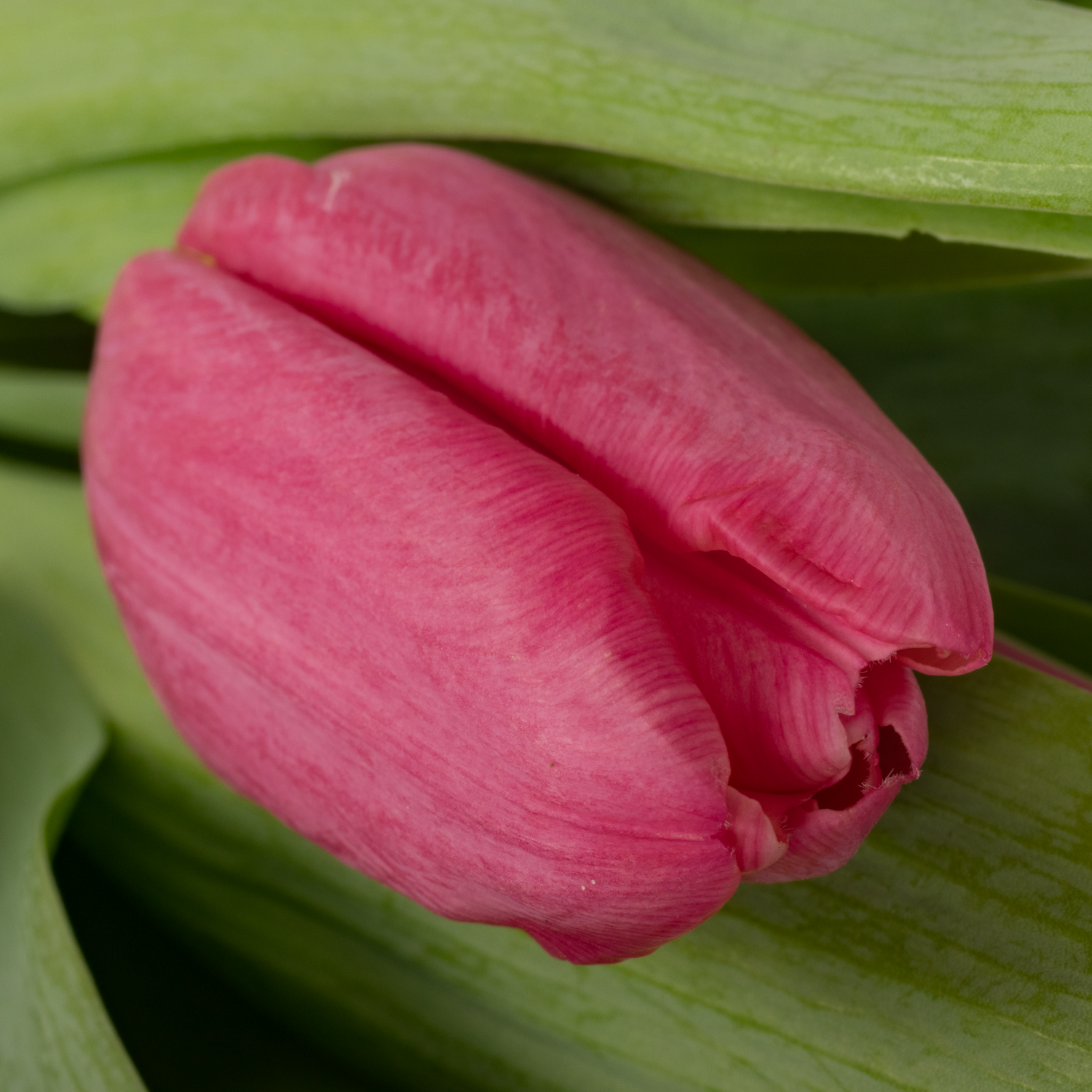 Tulpe lila Money penny 36 Gramm