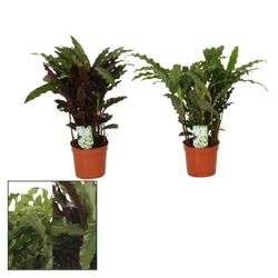 Calathea mix Grass T12 H35