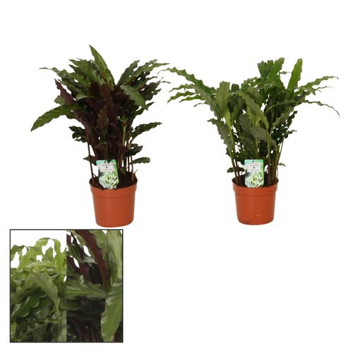 Calathea mix Grass T12 H35