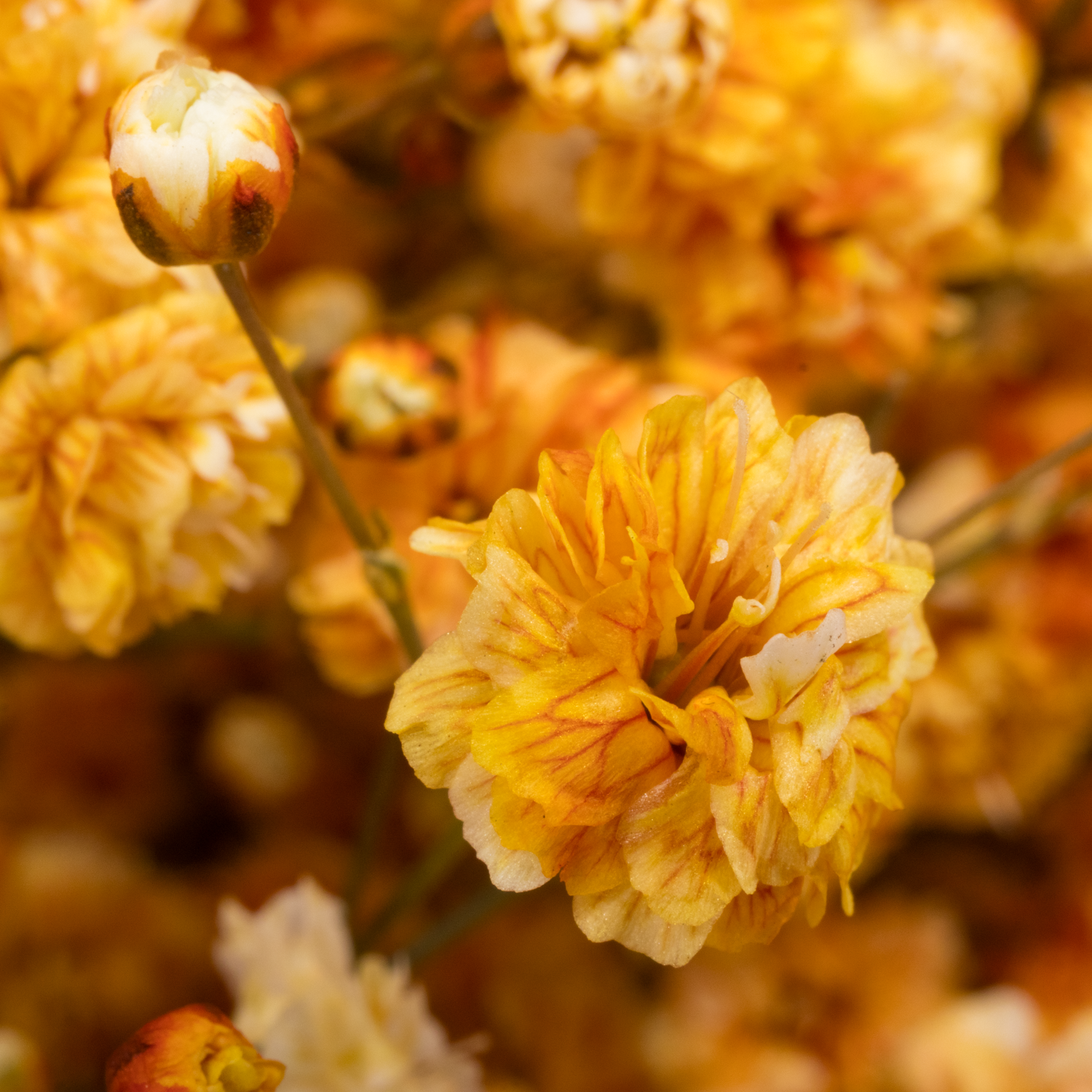 Gyps dunkel apricot Ecuador grosse Blüte 75 cm